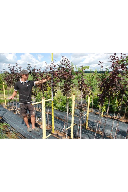 Яблоня Недзвецкого - 7,5-10л/вис.170-190см/Ø20-30см 